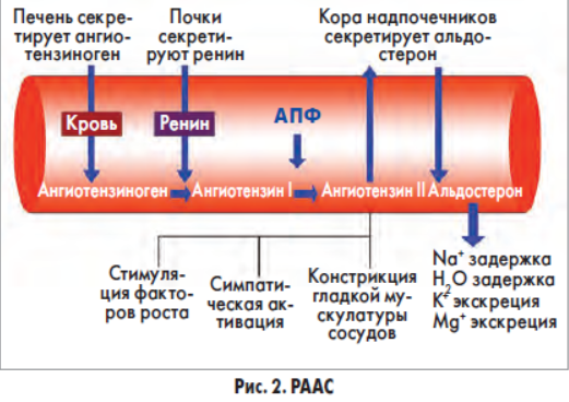 - минералокортикоиды - Биохимия